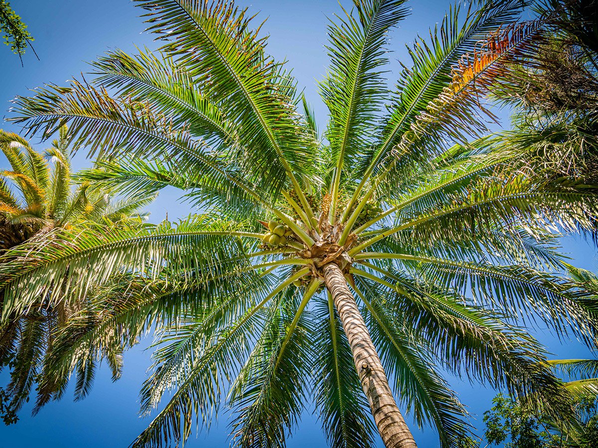 palm garden | miami beach botanical garden