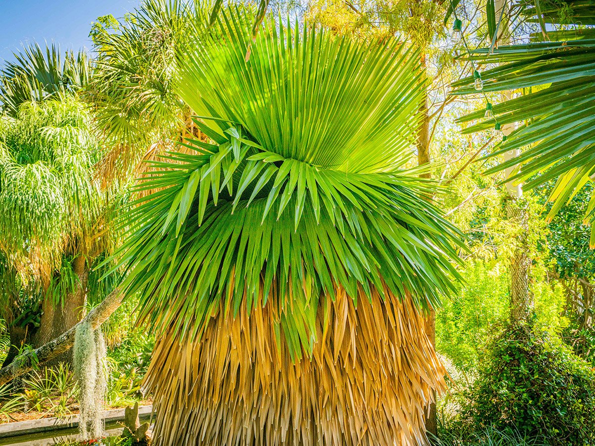 palm garden | miami beach botanical garden